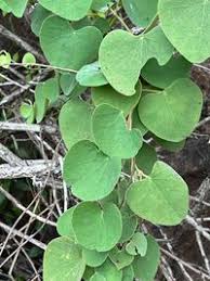 Image result for Cissampelos