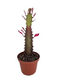 Image result for Euphorbia tholicola