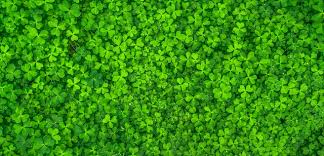 However you celebrate it, it is a day to have fun, wear green and . 30 Saint Patrick S Day Trivia Questions For Kids How Much Luck Will You Have