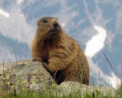 Alpine Marmot Facts Diet Habitat Pictures On Animalia Bio
