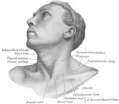 Inguinal lymph nodes (horizontal and vertical groups). Supraclavicular Lymph Nodes Wikiwand