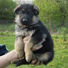 Fees for german shepherd dogs and puppies adopted from a gsd rescue vary but you can always find out by doing online research or by calling or emailing the gsd rescue organization for more information. New German Shepherd Puppy Start Here German Shepherd Central
