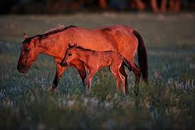 Newborn Wild Horse Foal Walks With Mustang Mother