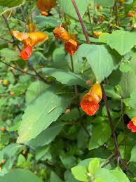 Image result for Impatiens zombensis