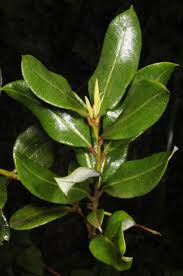 Image result for Agarista salicifolia