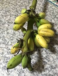 Pisang cavendish merupakan komoditas buah tropis yang sangat populer di dunia karena mudah dijumpai, bernutrisi tinggi dan rasanya yang enak. Banana Suria Helang Lui
