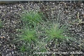 Image result for Vahlia dichotoma