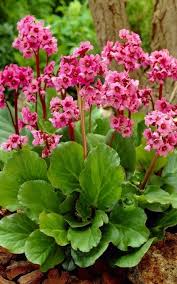 Maybe you would like to learn more about one of these? Bergenia Full Sun To Part Shade H 12 15 W 12 Bloom Early Late Spring Zone 3 9 Plants Perennial Plants Flowers Perennials
