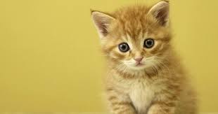 Foto anggora ini akan menunjukkan ekspresi tatapan mata dengan 2 warna mata, yaitu: 96 Kucing Gambar Animasi Lucu Dan Imut Cikimm Com