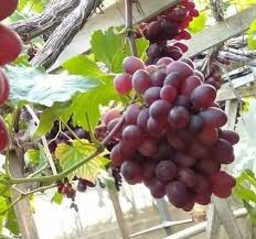The grapes harvesting are only available t. Cameron Highlands Bertam Valley Home Facebook