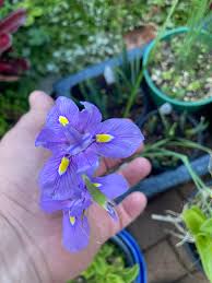 Image result for Moraea bella