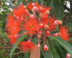 Image result for Eucalyptus ficifolia