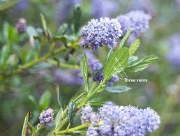 Image result for Cincinnobotrys