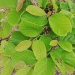 Image result for Bridelia ferruginea