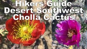 Drought tolerant agave and cactus can add drama to your landscape while still being low maintenance. Hiker S Guide Cholla Cactus Youtube