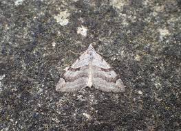 Image result for Aplocera efformata