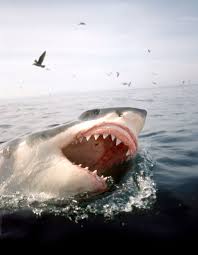 Aucune attaque n'a été recensé depuis plus d'un siècle. Le Cinema Francais S Offre Son Tout Premier Film De Requins Les Dents De La Mer Made In Arcachon Elle