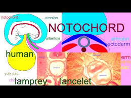 Chorda dorsalis diese seite wurde zuletzt am 6. Embryonic Development The Notochord Youtube