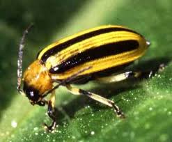 Types Of Beetles With Pictures And Identification Guide