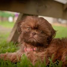 Maybe you would like to learn more about one of these? Bb S Imperial Shih Tzus Pet Stores 4941 Rosecroft St Virginia Beach Va Phone Number