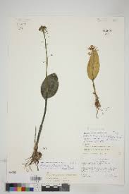 Image result for Malaxis weberbaueriana