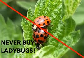 What do baby ladybugs eat? Never Buy Ladybugs My Corner Of The World