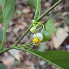 Image result for Solanum sp.no.2