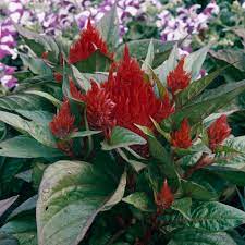 Celosia Better Homes Gardens