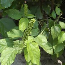 Image result for Acalypha ornata