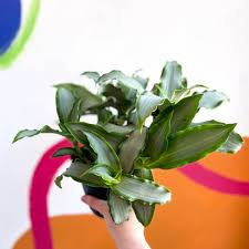 Image result for Murdannia stricta