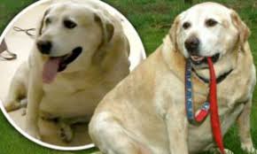 How much for lab puppies? Fattett Dog Giant Alfie The Labrador Is Put On A Crash Diet After He Tipped The Scales At 12 5 Stone Daily Mail Online