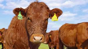 Check spelling or type a new query. Beef Animal Welfare In The Meat Industry Choice