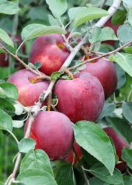 Maybe you would like to learn more about one of these? Washington Apple Growers Sink Their Teeth Into The New Cosmic Crisp The Salt Npr