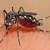 Penyakit ini terjadi disebabkan oleh virus enterovirus. Https Encrypted Tbn0 Gstatic Com Images Q Tbn And9gctpdmcyjzsf7hmvorktwnkyvutgnhzdluxn99si8ki Usqp Cau