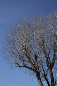 Image result for Populus ×  canescens