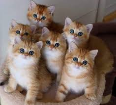 Those Little Fluff Balls Adorablekittens En 2020 Chats Et Chatons Chat Mignon Animaux Mignons