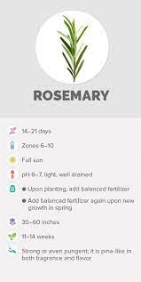 Here Are Some Useful Advices How To Take Care For Your Own Rosemary Plant Rosemary Growing Rosemary Rosemary Plant Rosemary