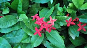 Image result for Nyctaginaceae