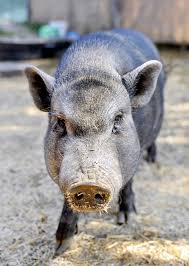 12425 monterey road san martin, ca 95046. Piggies Need A New Home Sanbenito Com Hollister San Juan Bautista Ca