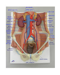 The descending aorta is divided into thoracic aorta and abdominal aorta by diaphragm. Ap 2 Classroom Models