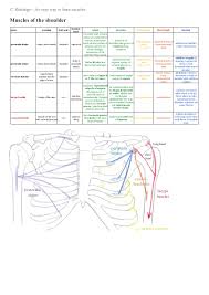 Related posts of shoulder muscles and tendons diagram back muscles chart. An Easy Way To Learn Shoulder Muscles