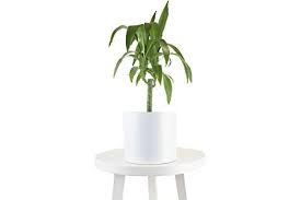 It has long dark green leaves with yellow. 18 Best Indoor Trees Large Indoor Plants For Every Room In Your Home