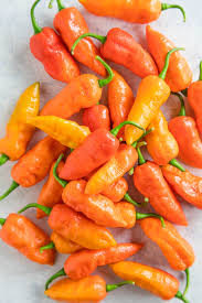 The pods do turn purple but ripen to red. Ghost Pepper Bhut Jolokia All About Them Chili Pepper Madness