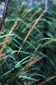 Image result for Oryza barthii
