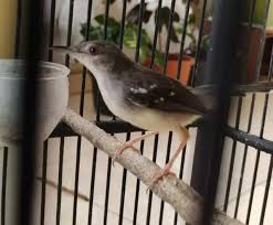 Cara membedakan ciblek jantan dan betina bagi breeder, salah satu langkah untuk berternak burung jenis ini, kita harus bisa membedakan antara pejantan dan betina. Cara Memilih Ciblek Jawara Prospekan Yang Bagus
