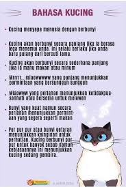Sedih sangat. oza mengambil keputusan untuk membawa pulang samara dan belanya sendiri— dan ini seperti dapat membantu samara dengan banyaknya. Tips2 Yg Berguna Kpd Anda Jika Nk Saya Pencinta Kucing Facebook