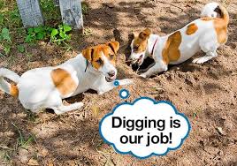 It is important to remember that 'digging' is only a symptom, not a 'problem'. 26 Tricks To Stop Your Dog From Digging Up Your Yard