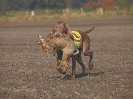 Pudelpointer puppies for sale uk however, they are available in most states and throughout canada and the uk! German Dog Breeds Firmly Established As Hunting Dogs In The Uk