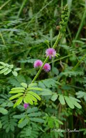 Image result for Mimosa diplotricha