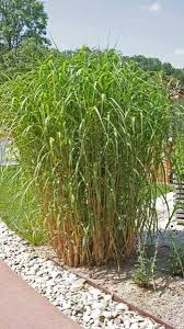 Elefantengras Miscanthus Giganteus Bepflanzung Garten Graser Pflanzen